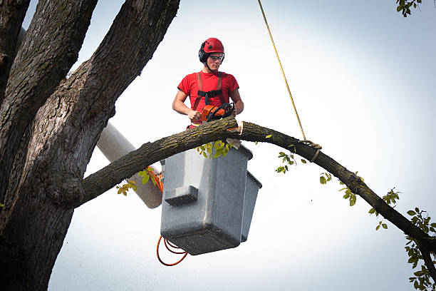 How Our Tree Care Process Works  in  Universal City, TX